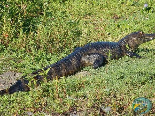 PIRA LODGE - Pantanal Argentino - Temporada 2.016